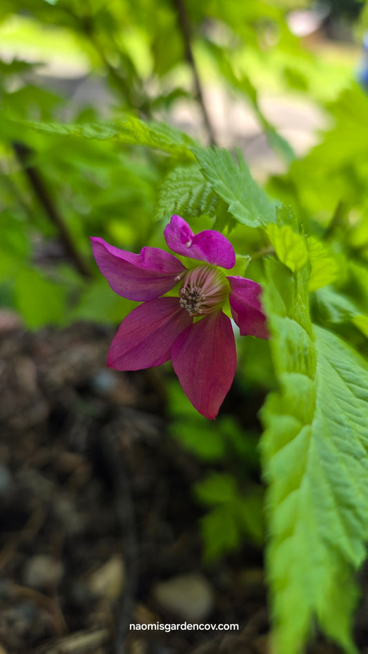 'Salmonberry'