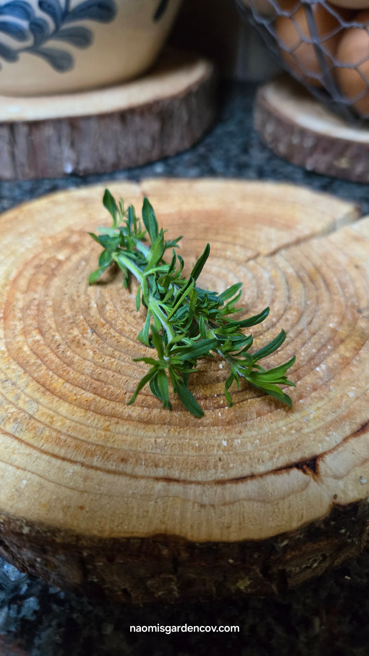 Dwarf Winter Savory