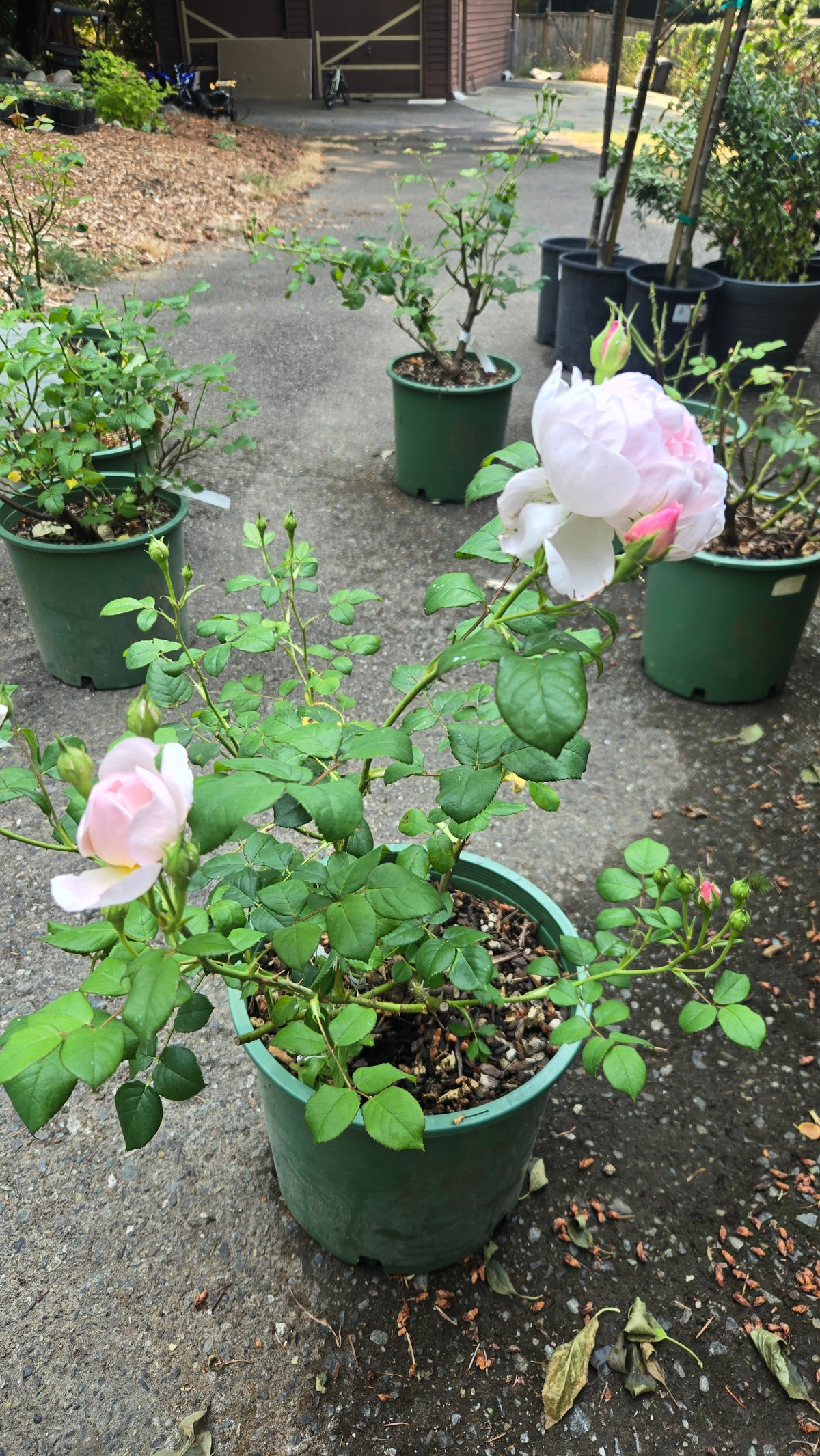 'Scepter'd Isle®' David Austin Rose (English Shrub)