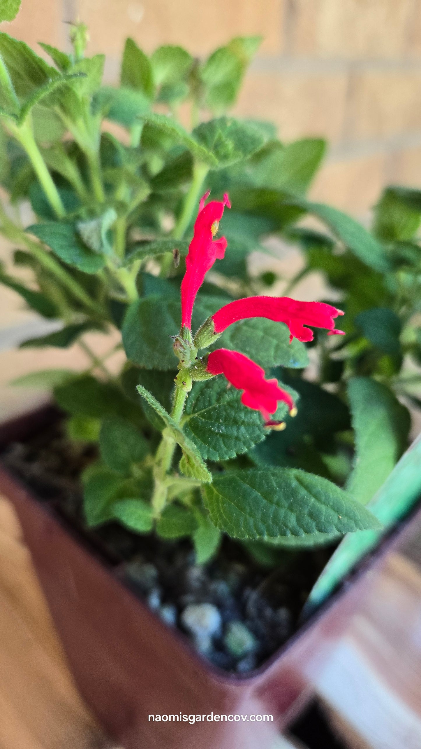 Honey Melon Sage