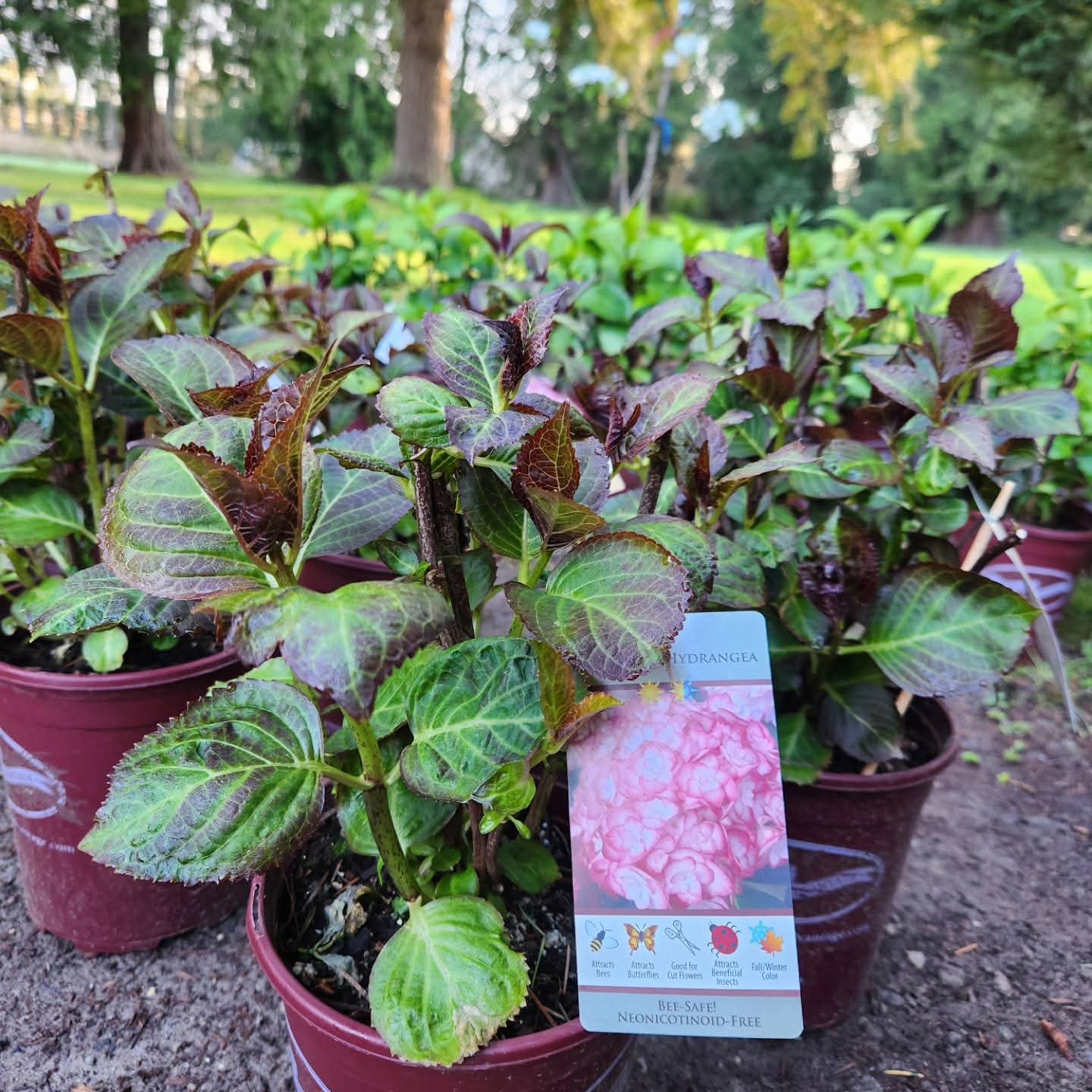 'Miss Saori' Hydrangea M.
