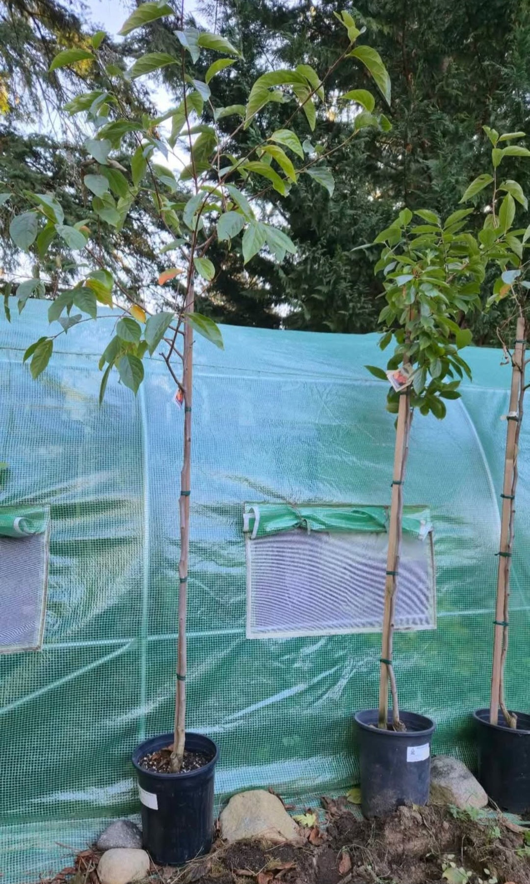 'Fuyu Jiro' Persimmon Tree