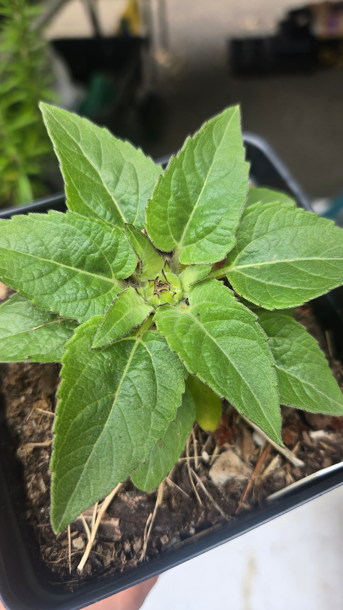 'Kindergarten' Sunflower