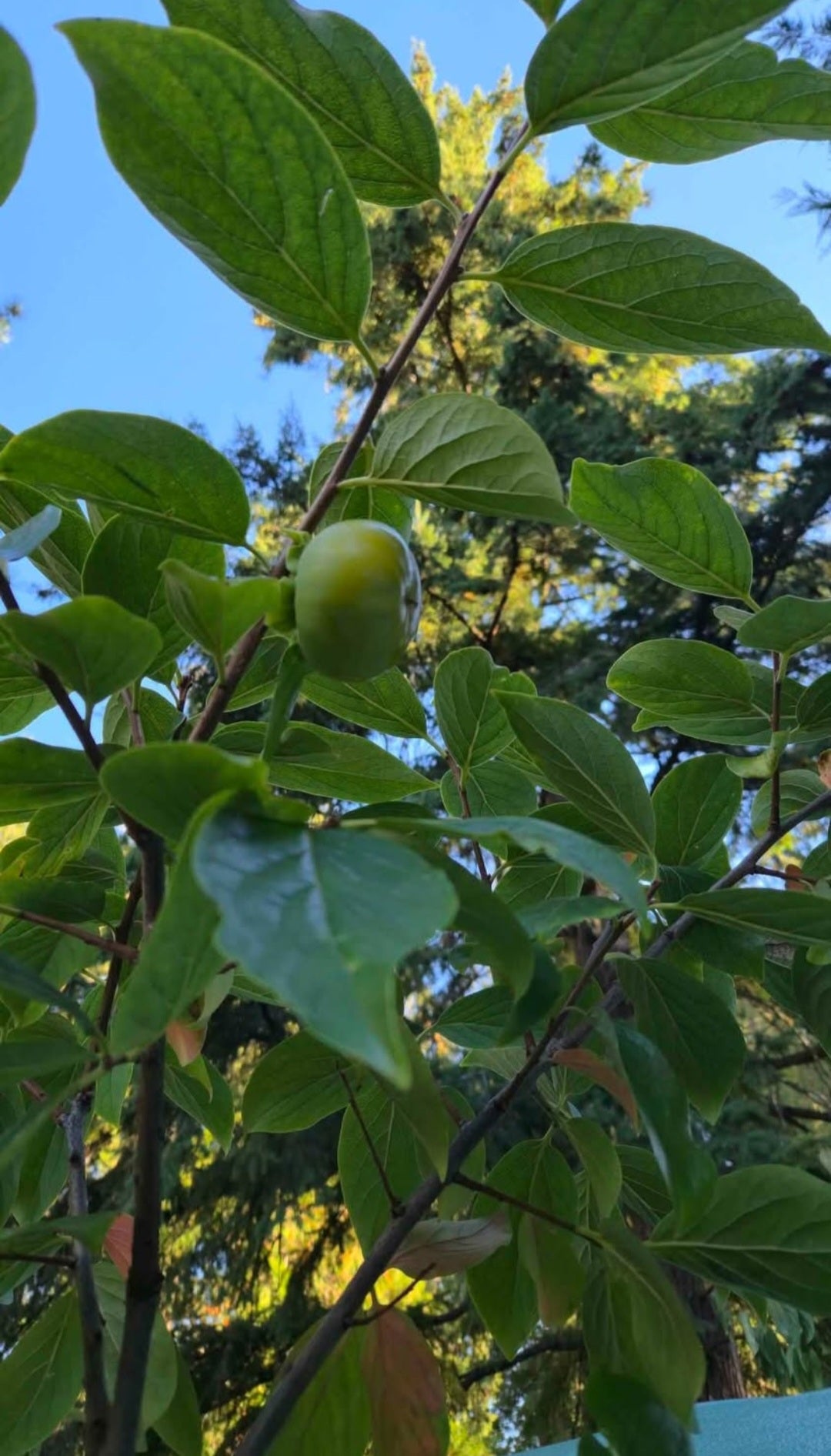 'Fuyu Jiro' Persimmon Tree