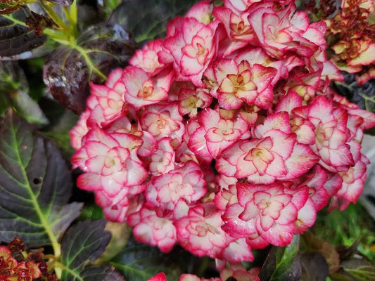 'Miss Saori' Hydrangea M.