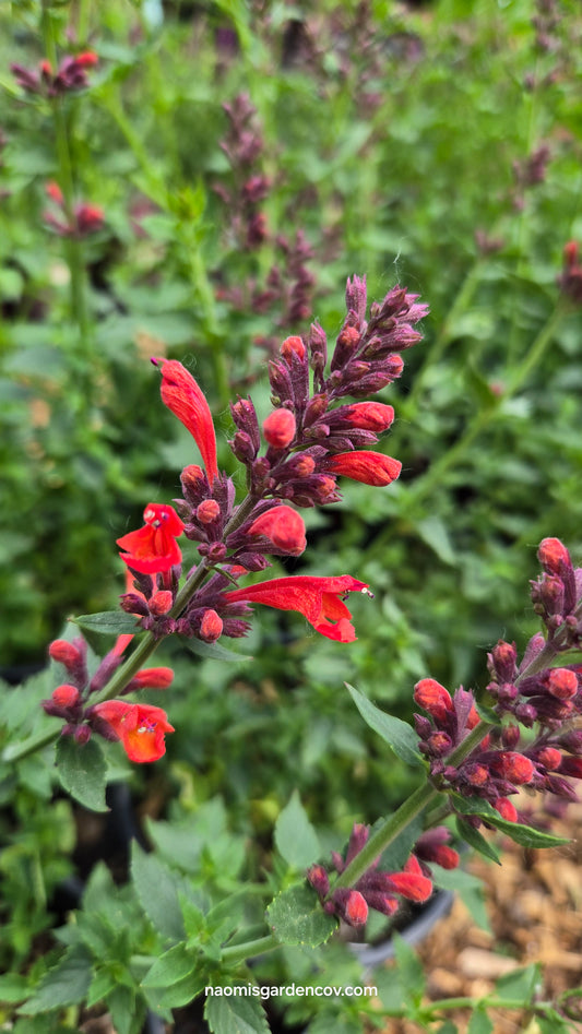 'Sunrise Red' Agastache