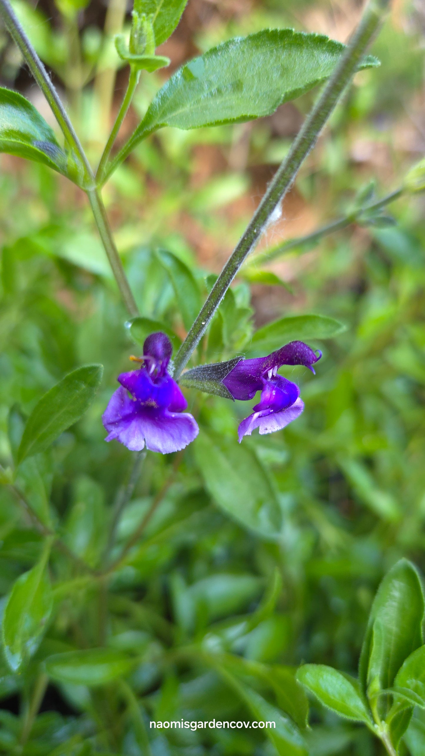 'Oriental Dove' Salvia