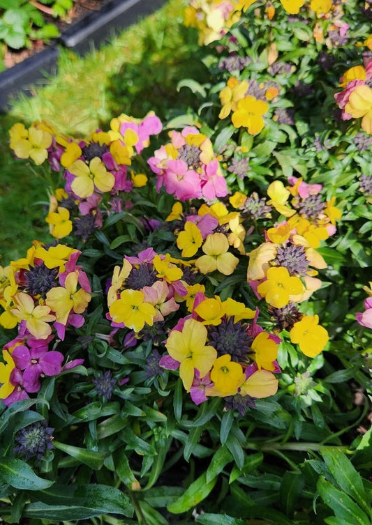 'Erysistable Yellow Pink' Erysimum