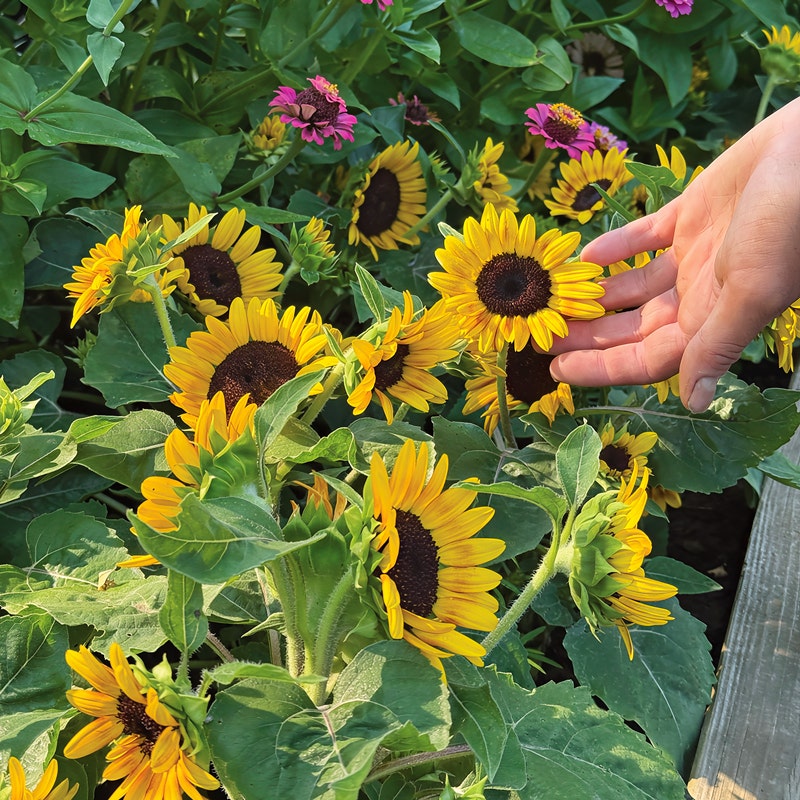 'Kindergarten' Sunflower