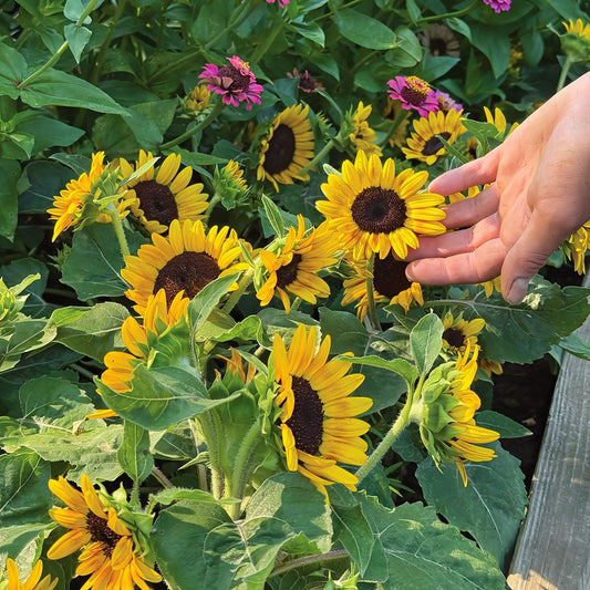 'Kindergarten' Sunflower