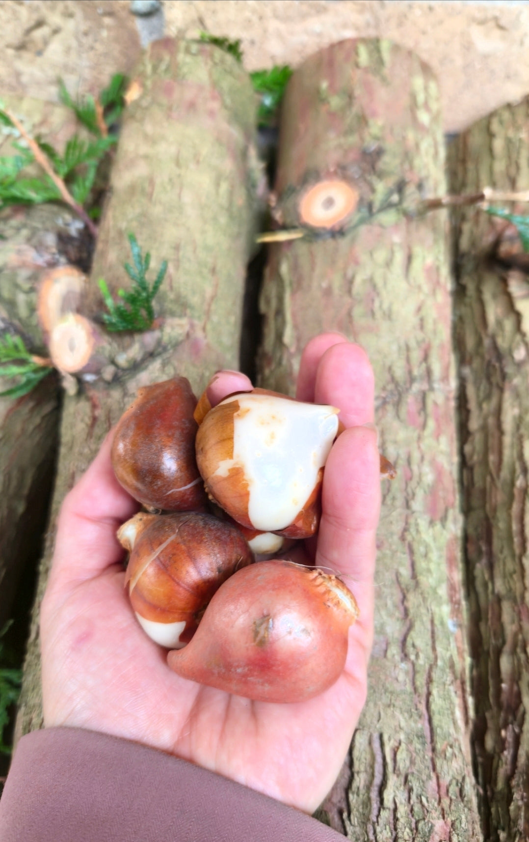 'Rainbow Mixed' Tulip Bulbs