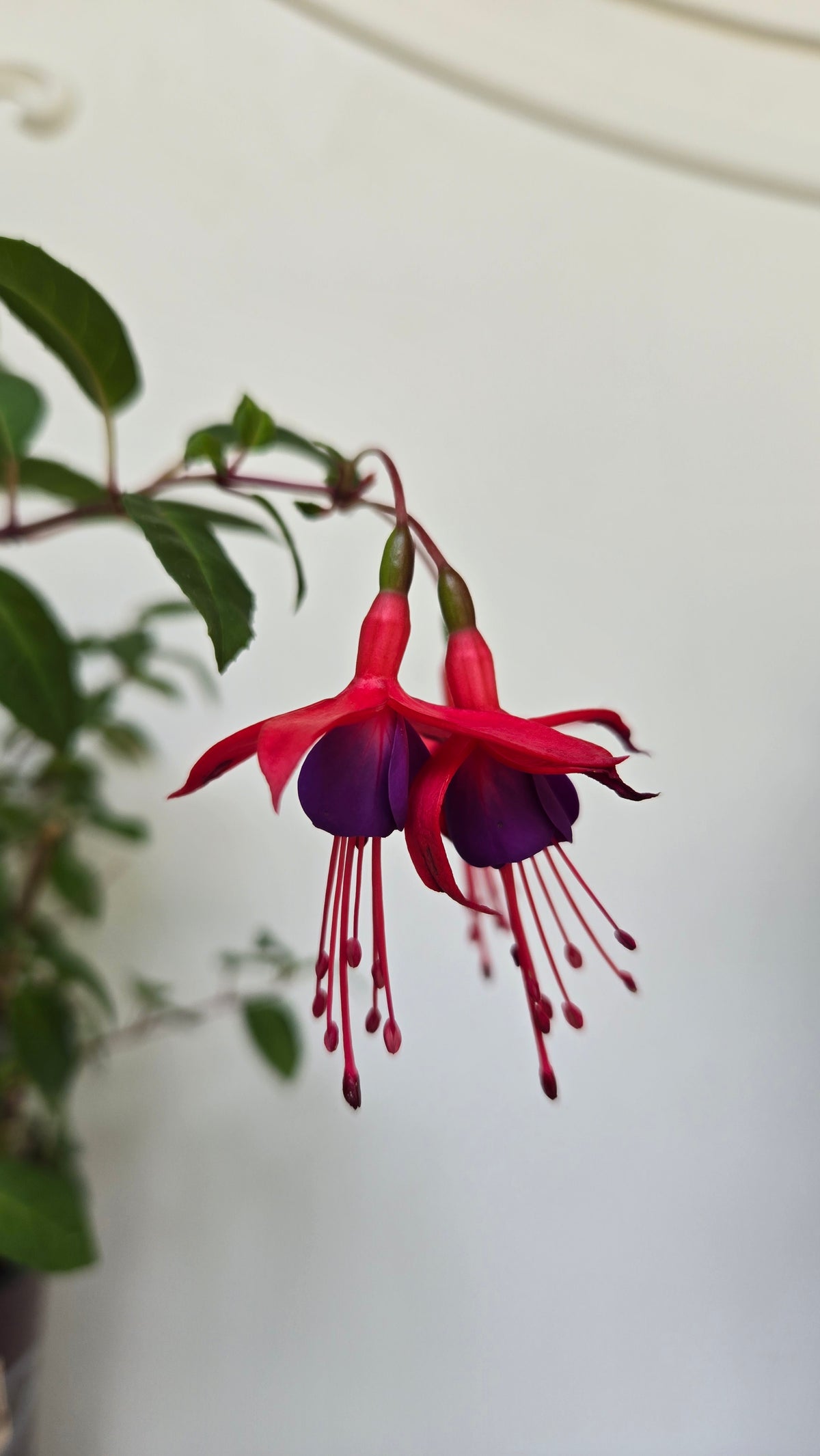 'Surprise' Hardy Fuchsia