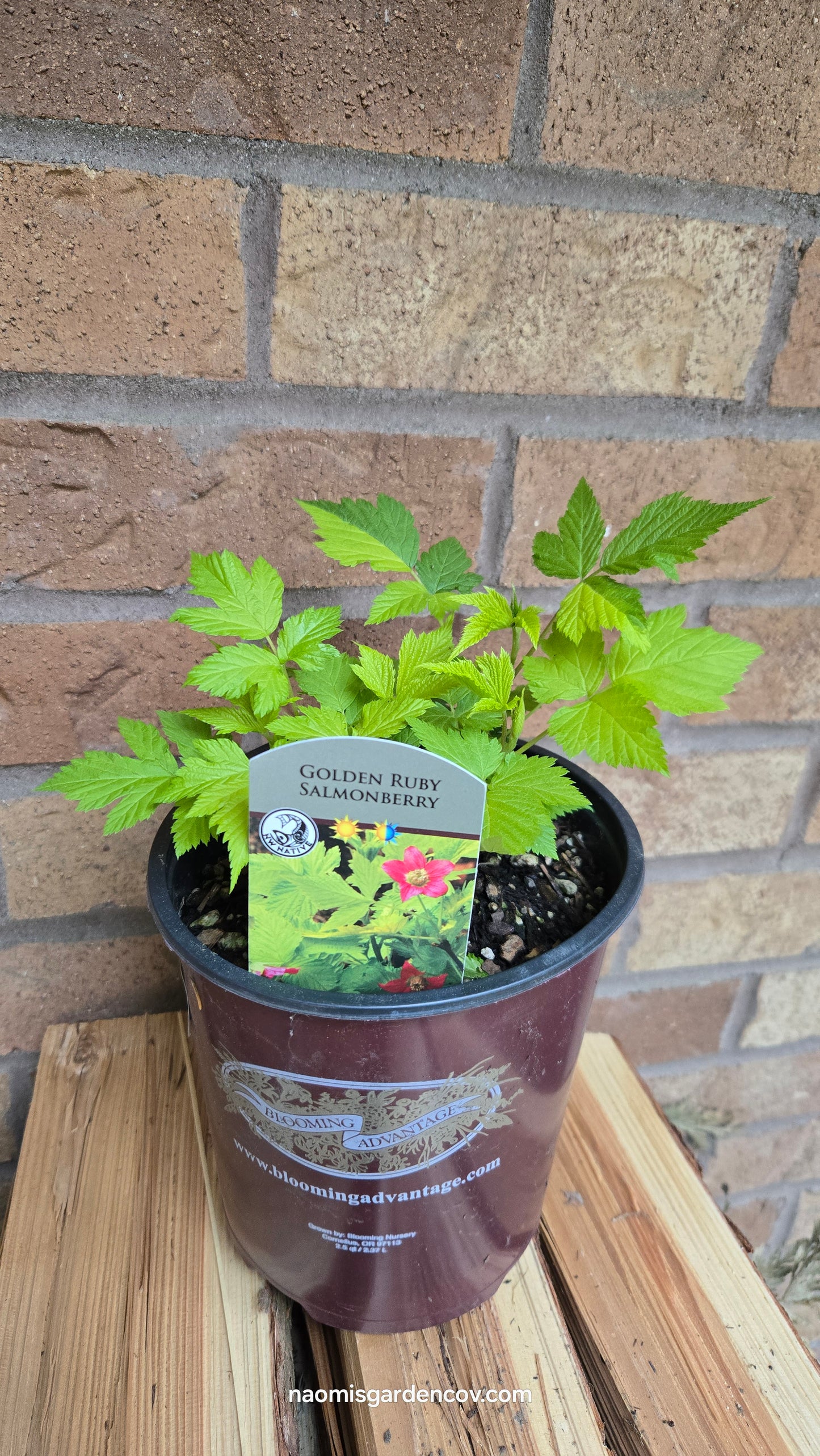 'Salmonberry'