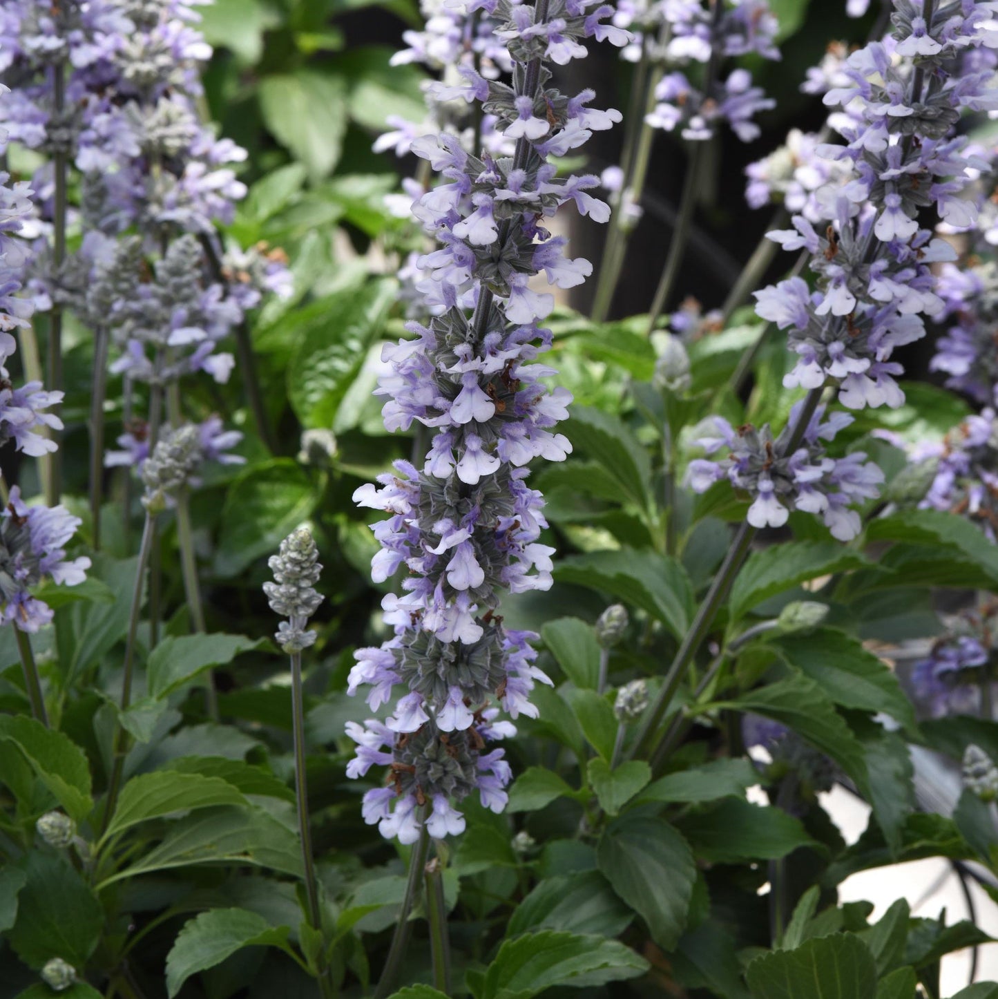 'Blue Chill' Salvia