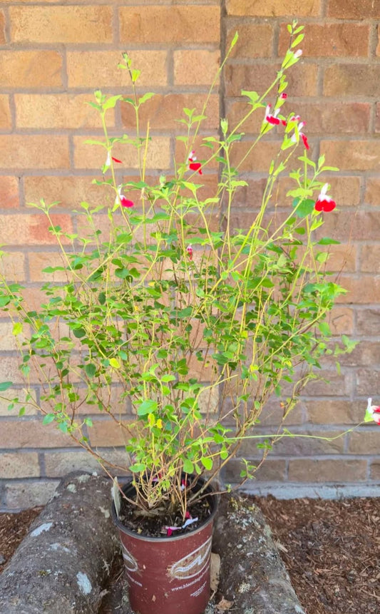 'Hot Lips' Salvia