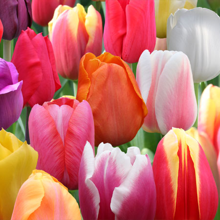 'Rainbow Mixed' Tulip Bulbs