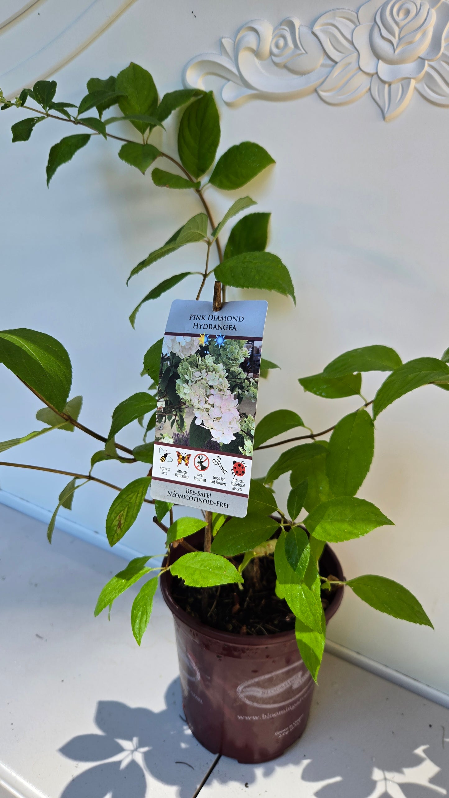 'Pink Diamond' Hydrangea Paniculata