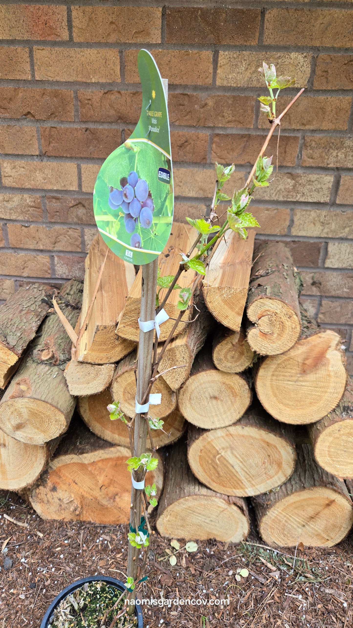 'Canadice' Grapevine