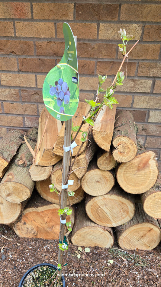 'Canadice' Grapevine