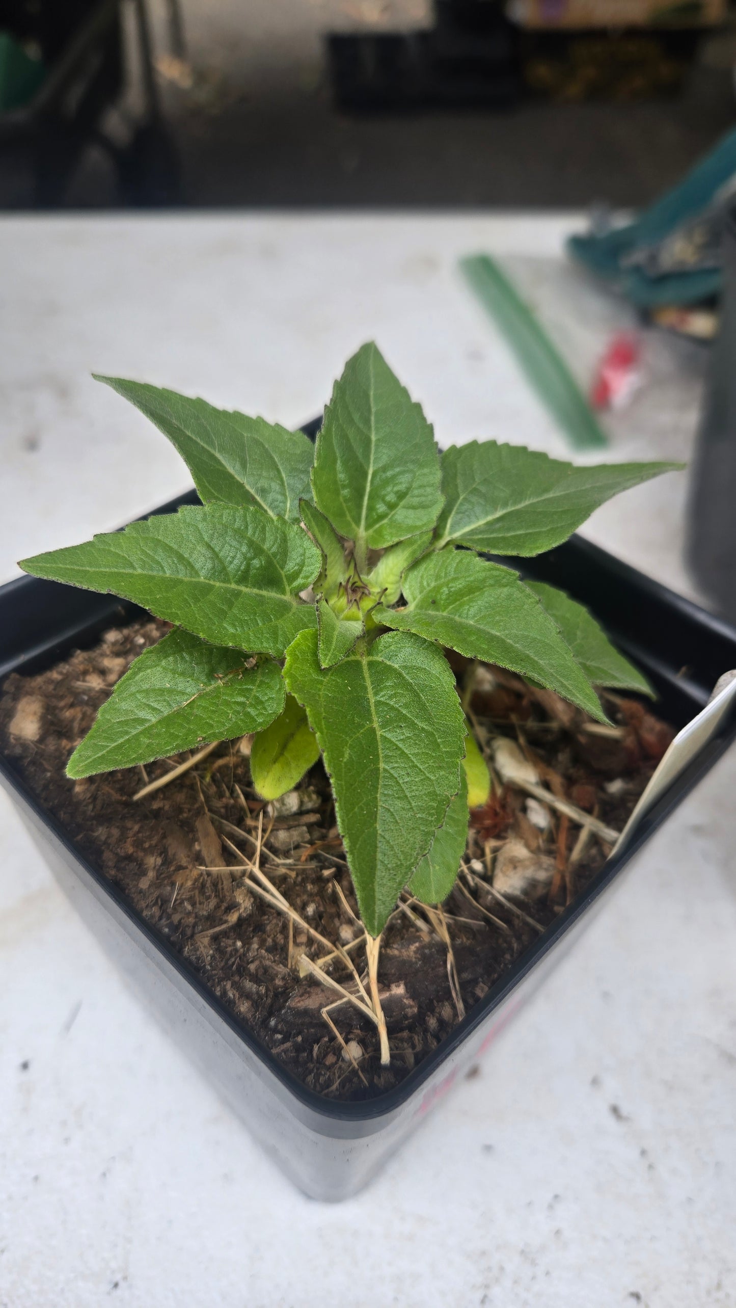 'Kindergarten' Sunflower