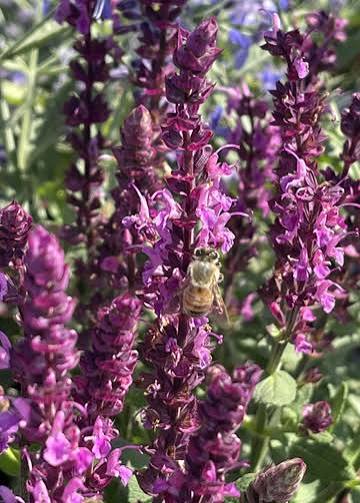 'Sixteen Candles' Salvia