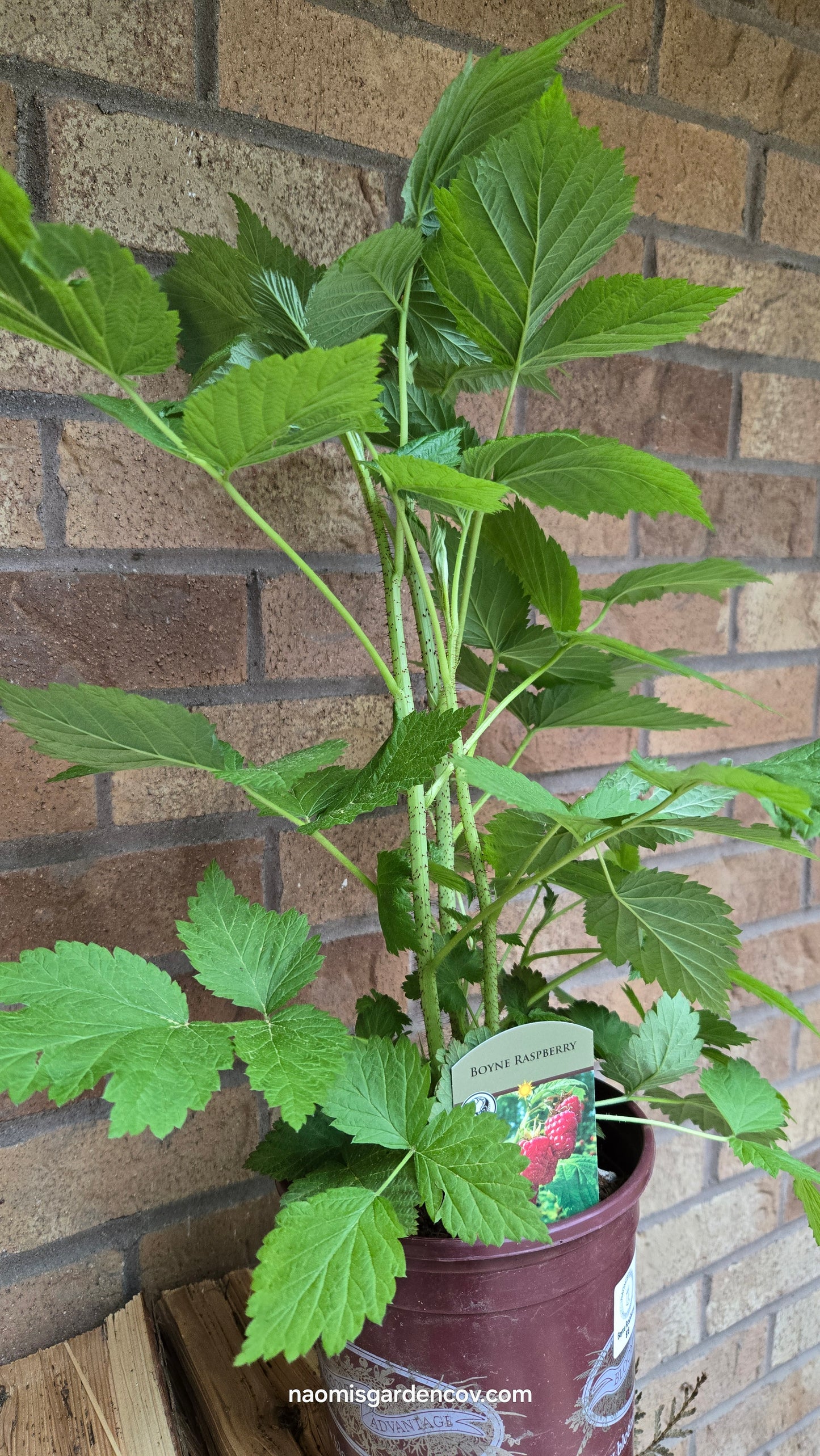 'Boyne' Raspberry