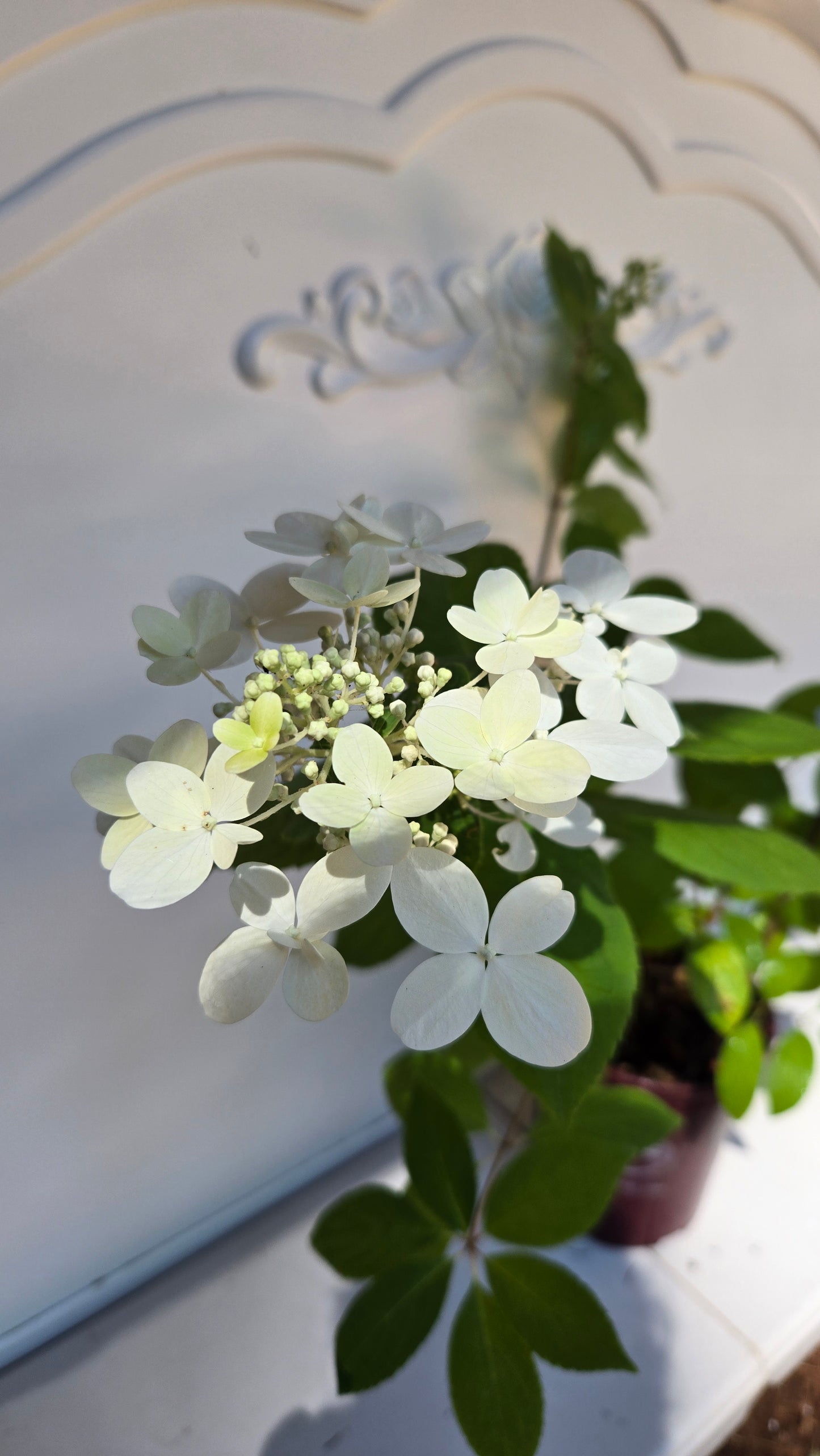 'Pink Diamond' Hydrangea Paniculata