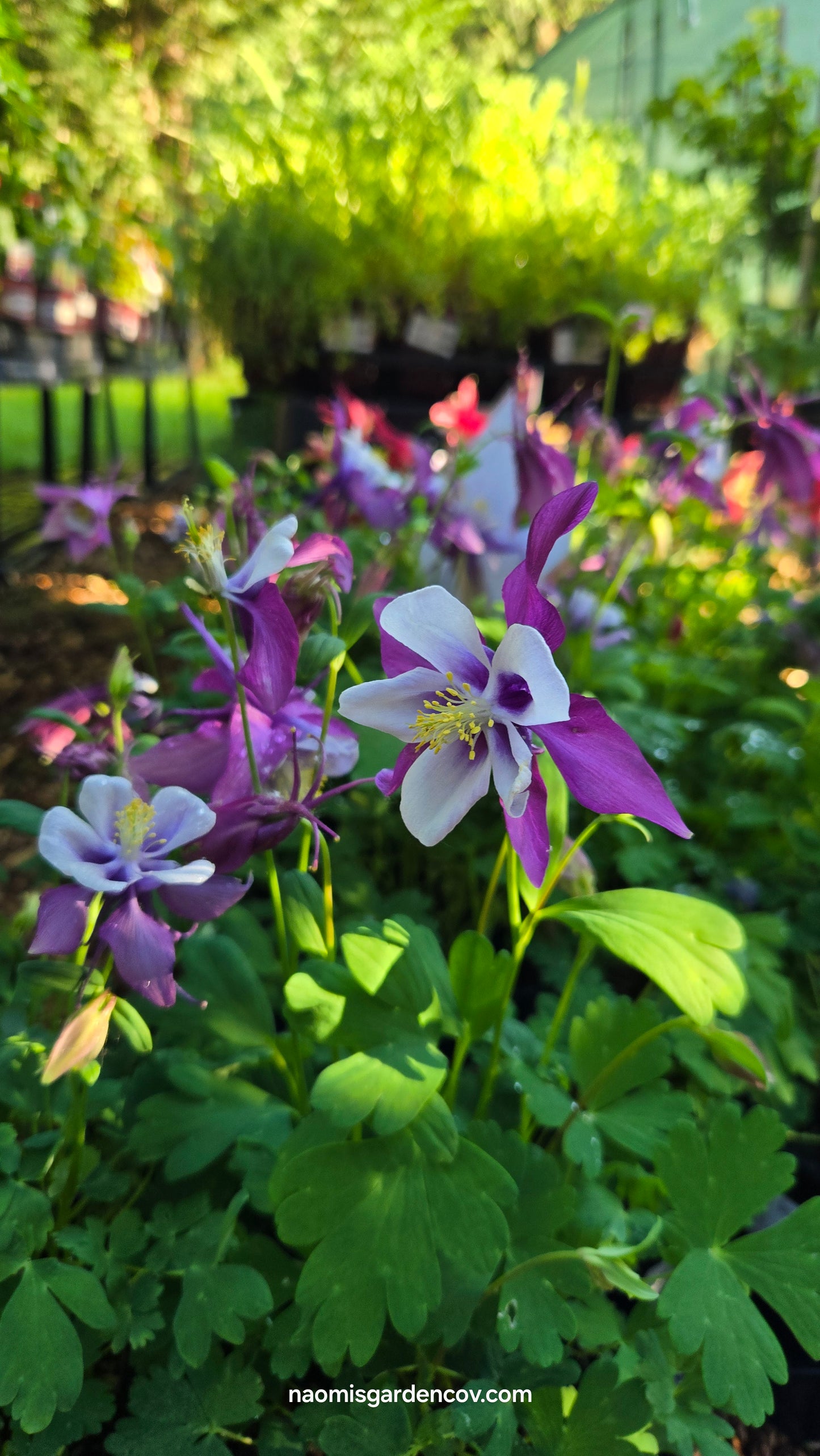 Aquilegia 'Earlybird Purple White'