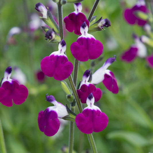 'Amethyst Lips' Salvia