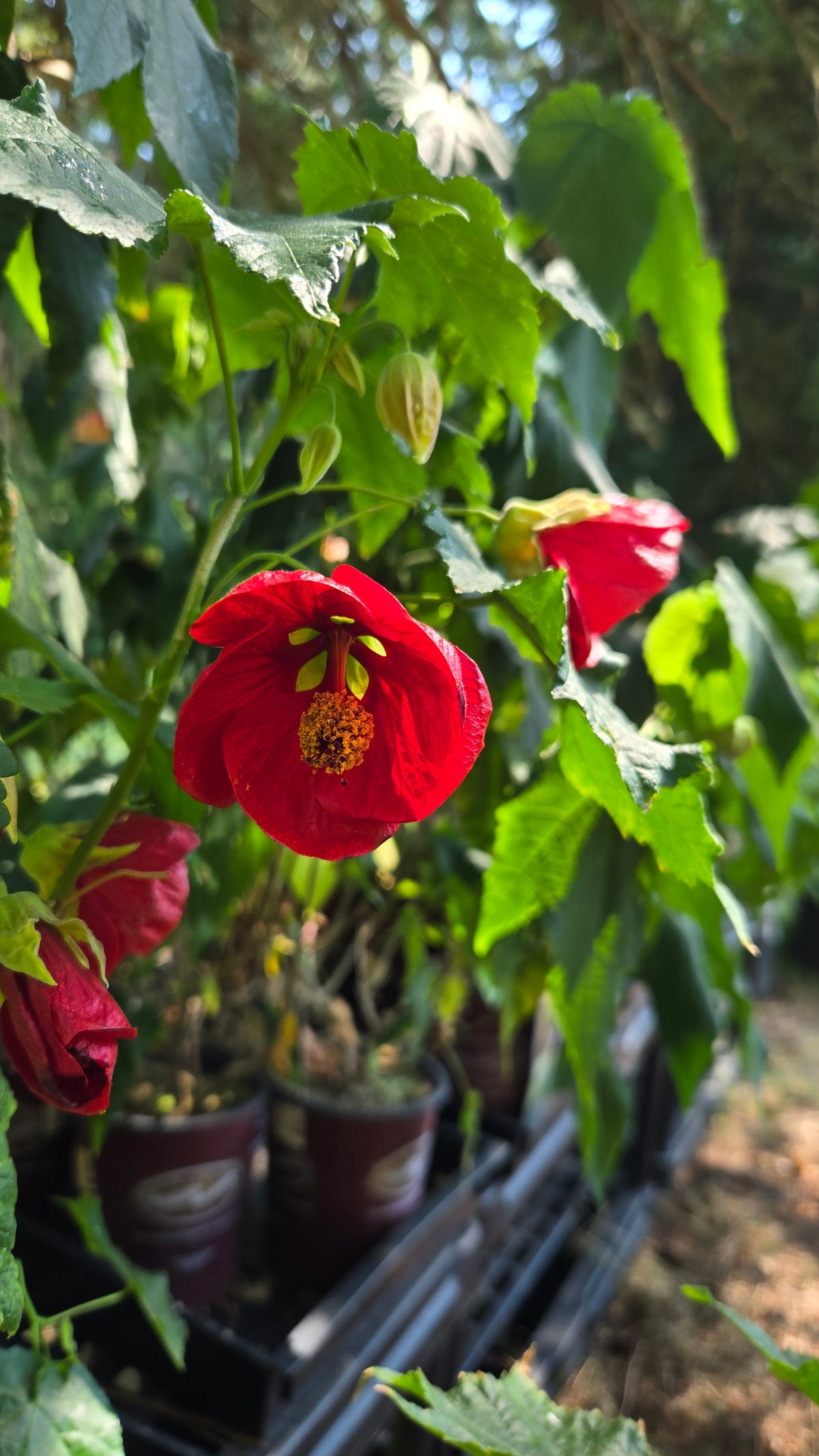 'Voodoo' Abutilon