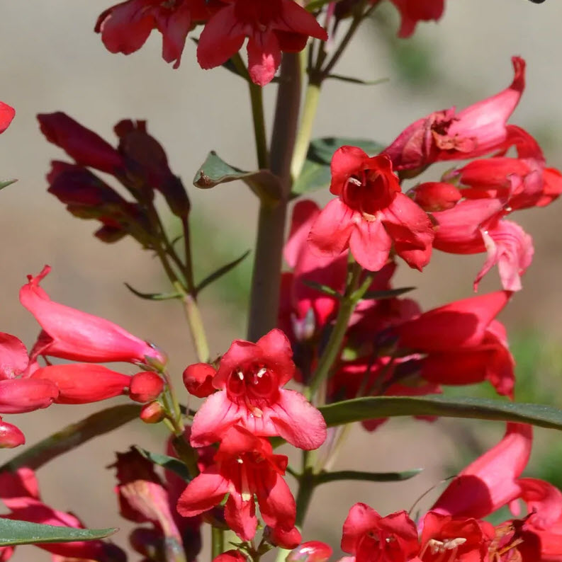 'Riding Hood Red' Penstemon