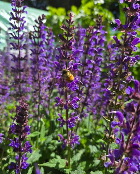 'Blue by you' Salvia