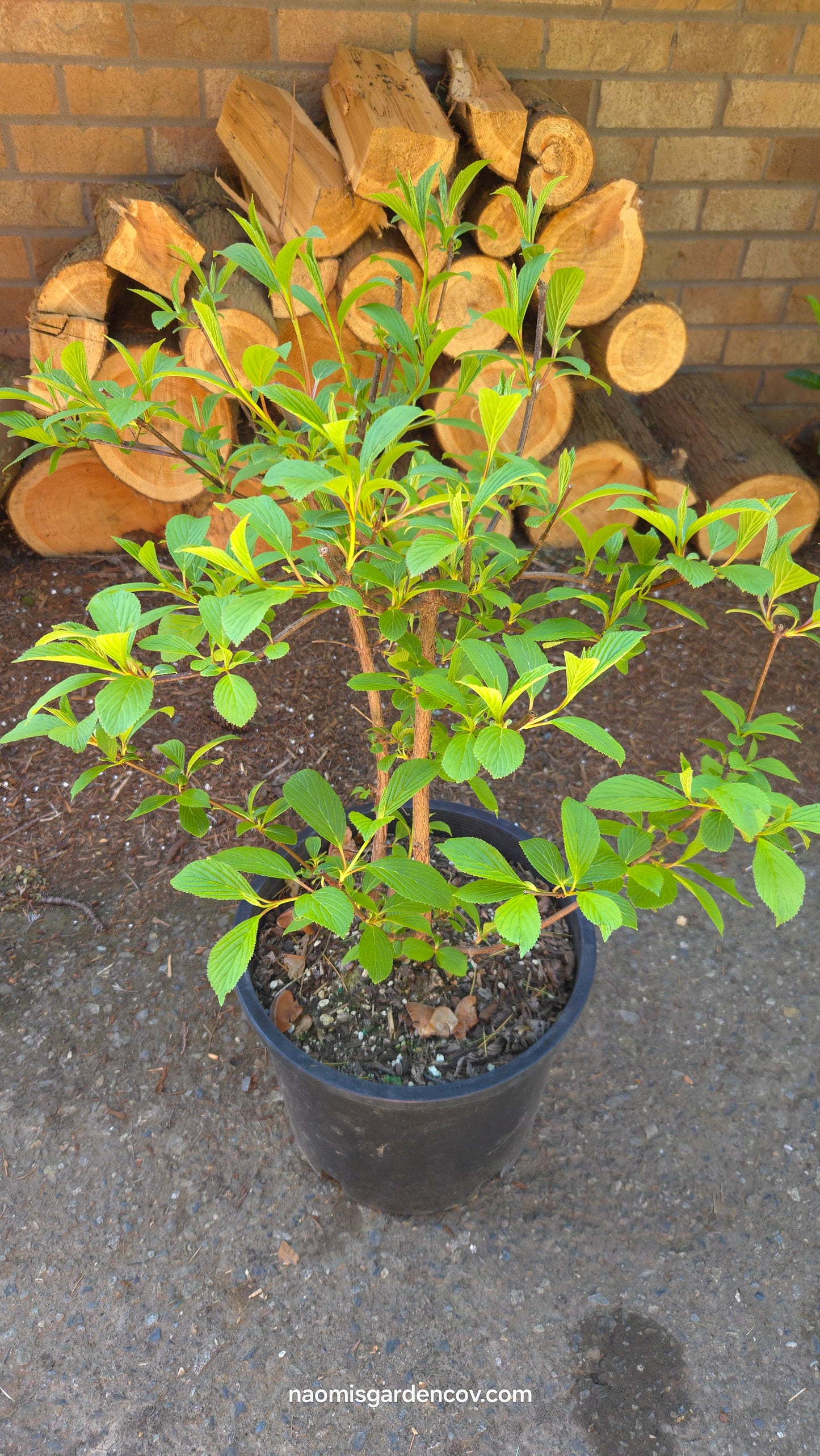 'Pink Dawn' Viburnum