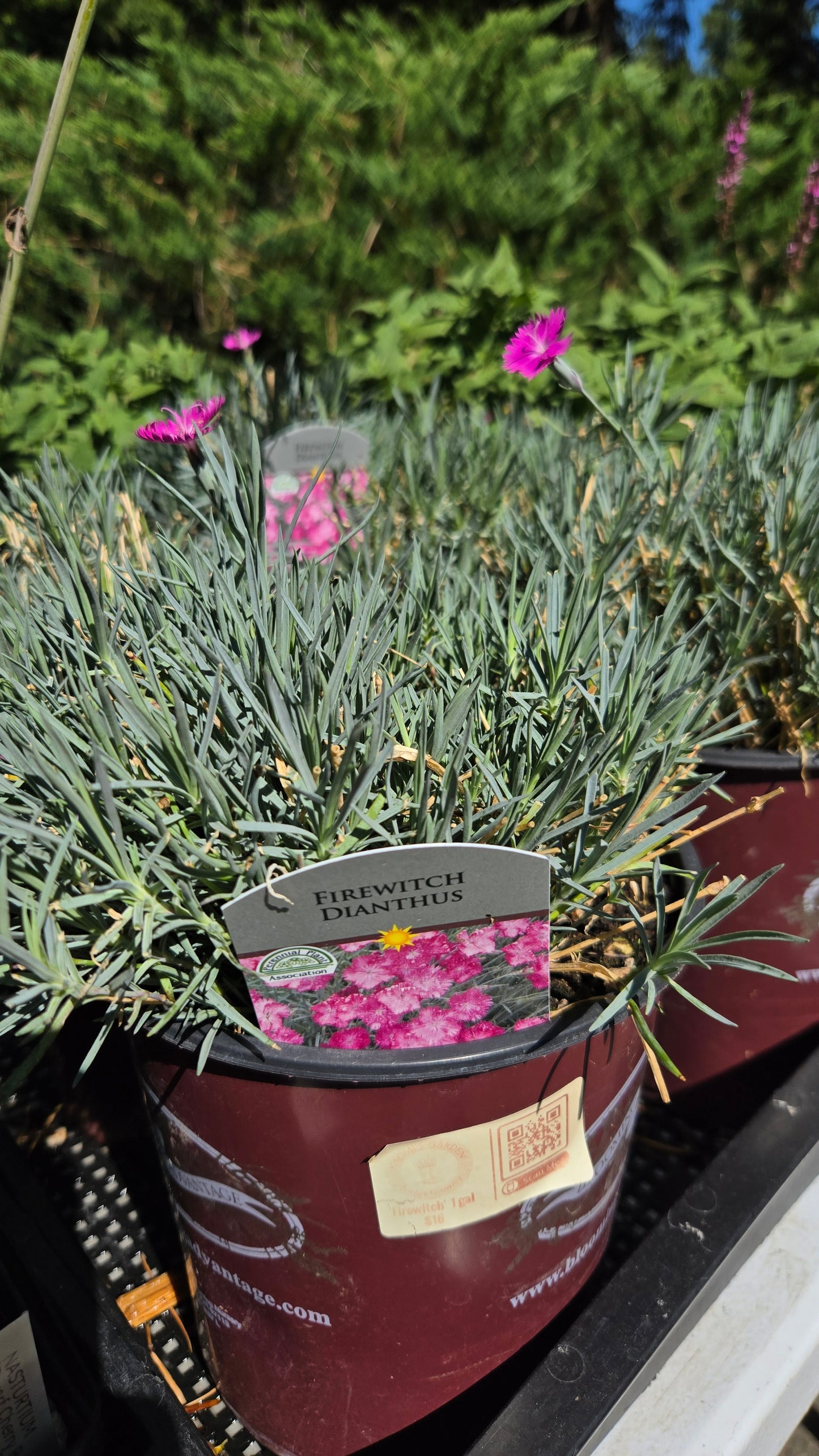 'Firewitch' Dianthus