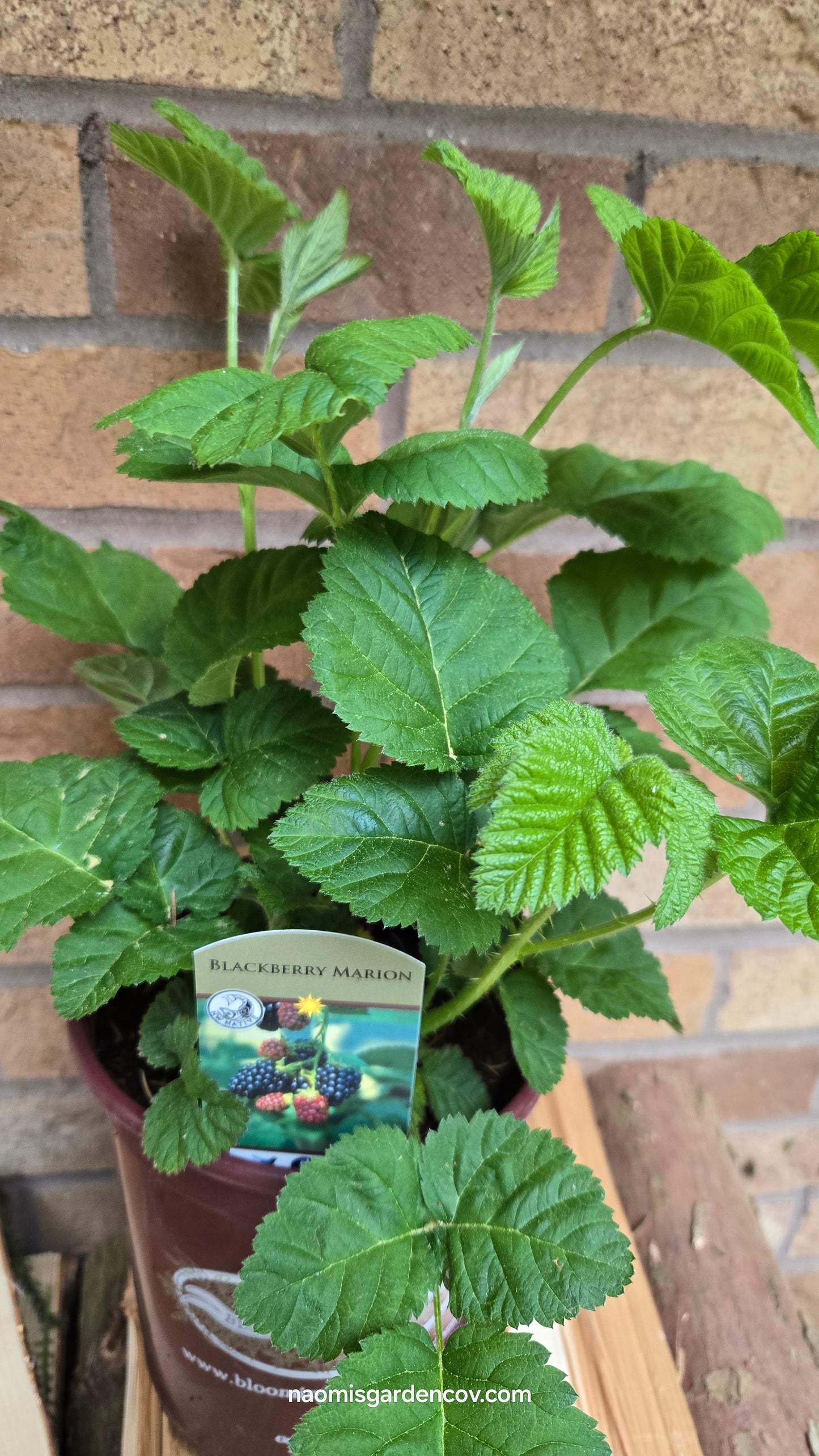 'Marionberry'