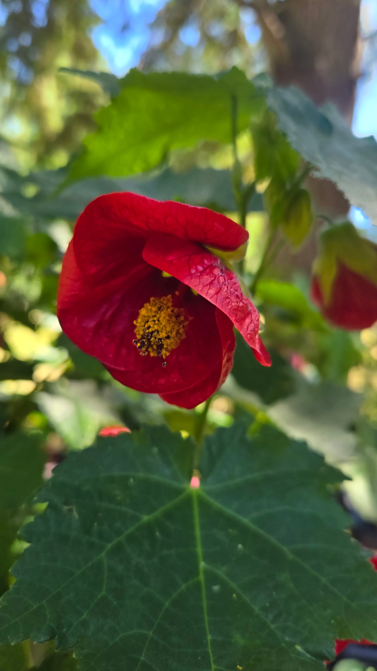 'Voodoo' Abutilon
