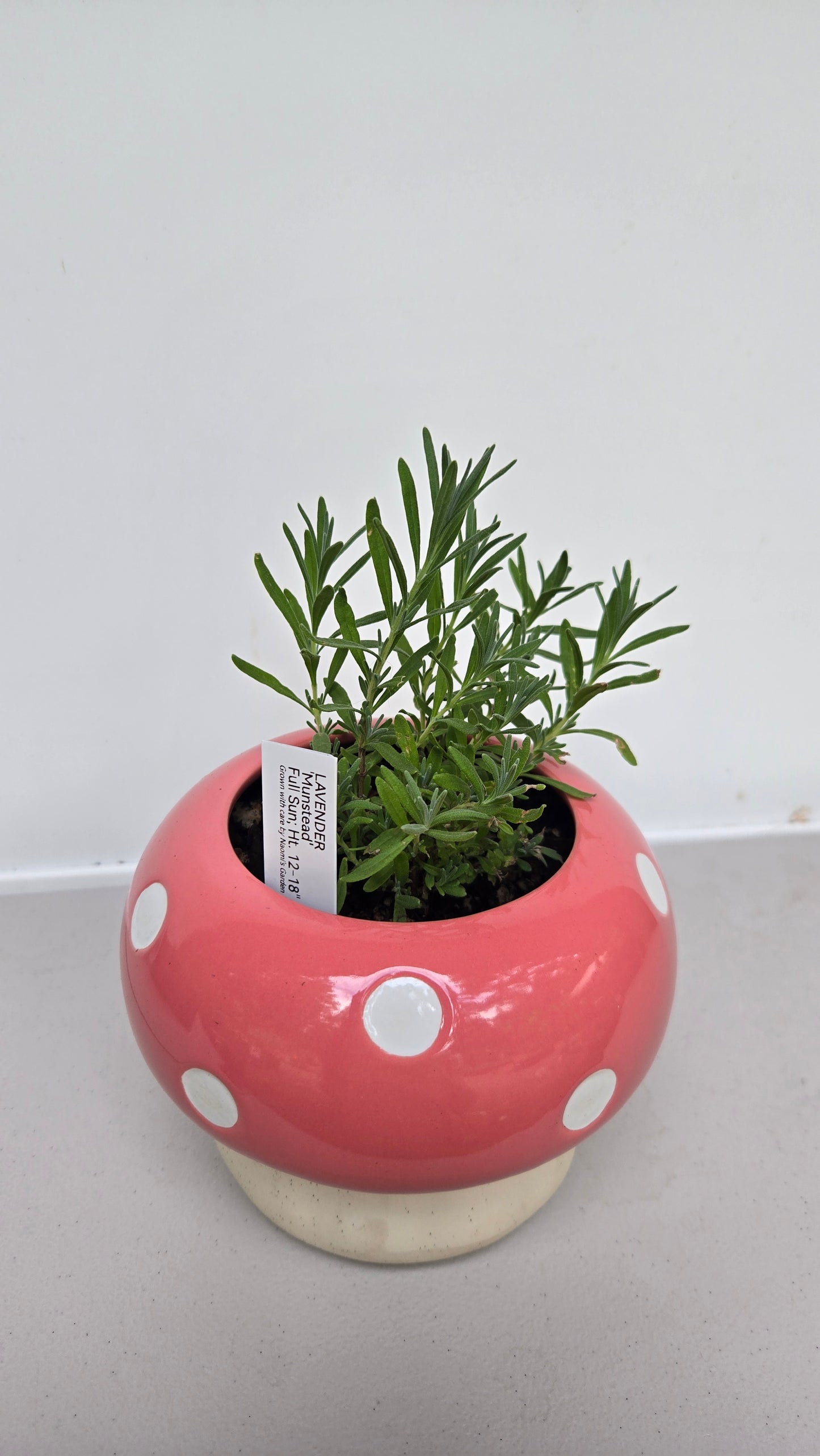 Decorative Lavender