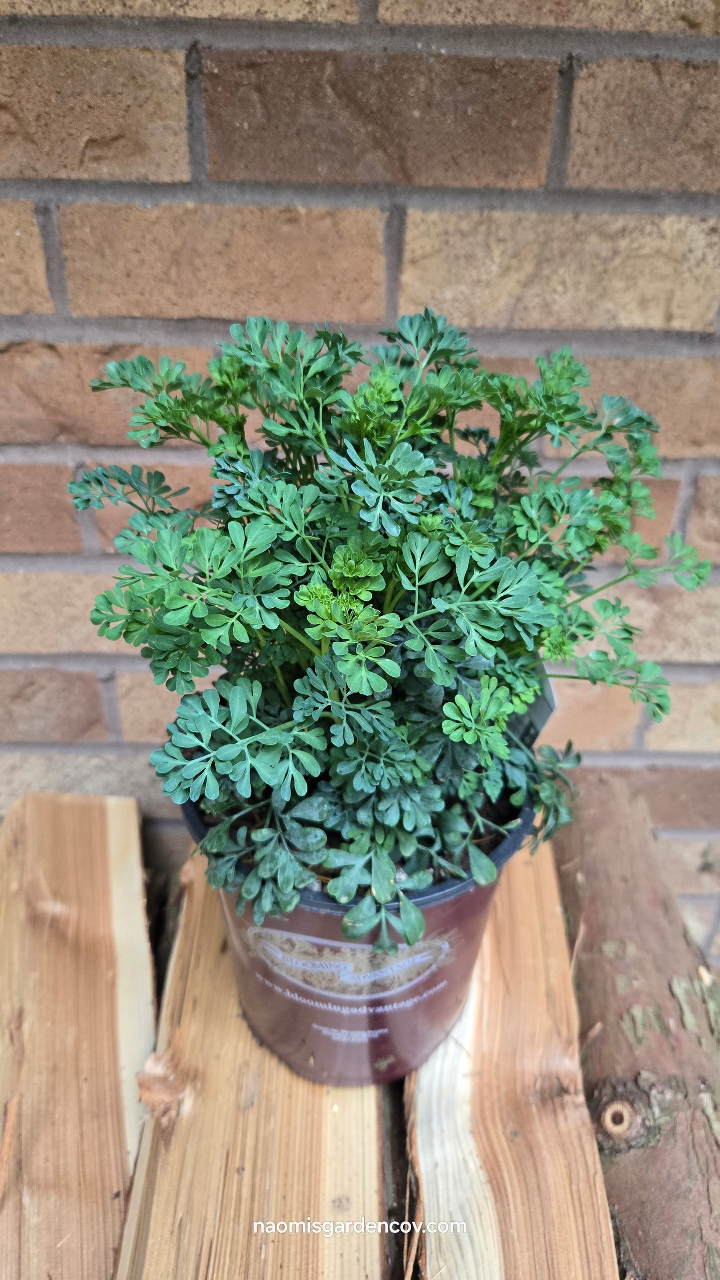 'Jackman's Blue' Rue