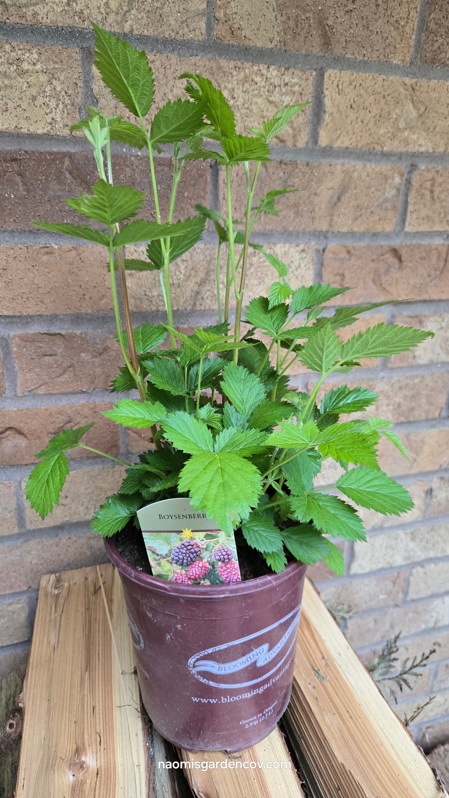 'Boysenberry'