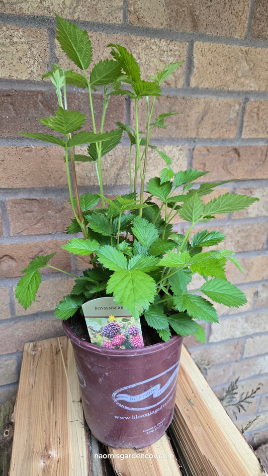 'Boysenberry'