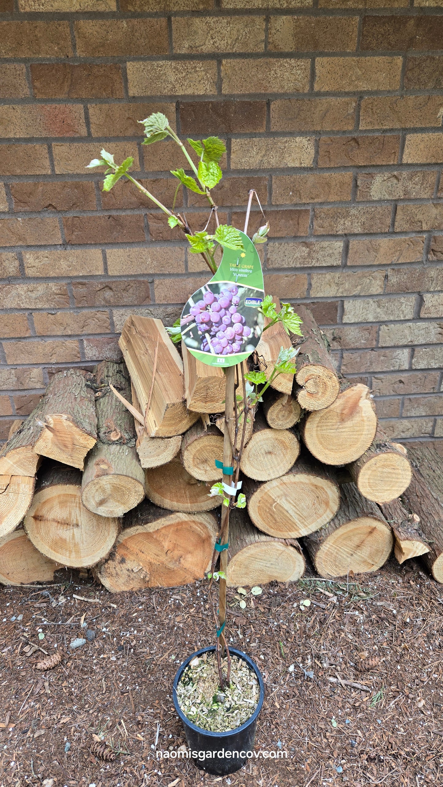 'Vanessa' Grapevine