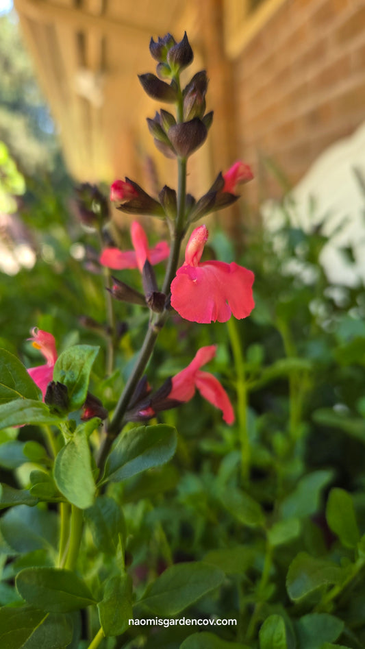 'Mirage Salmon' Salvia