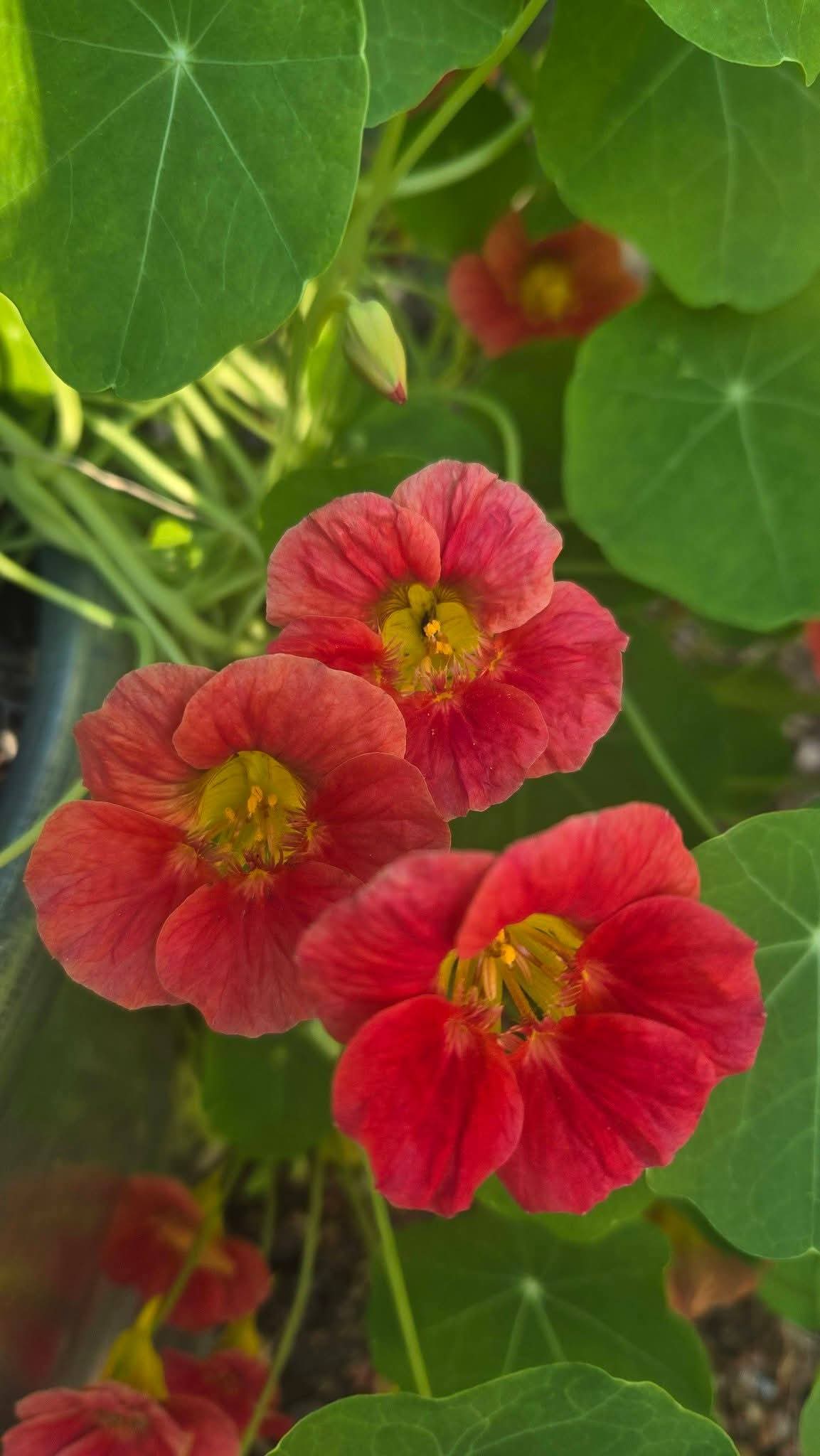 'Dwarf Cherry Rose' Nasturtium