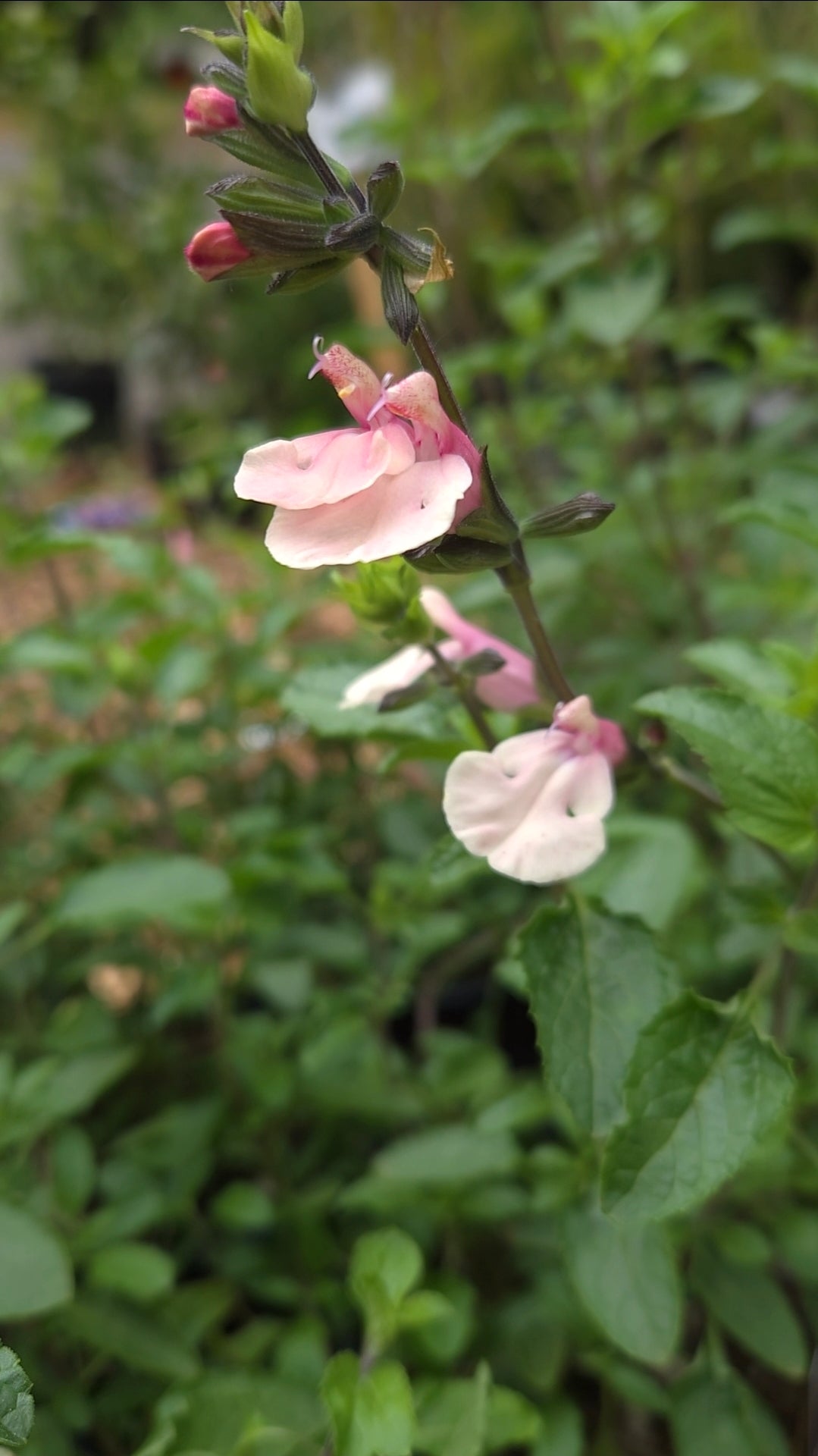 'Stormy Pink' Salvia