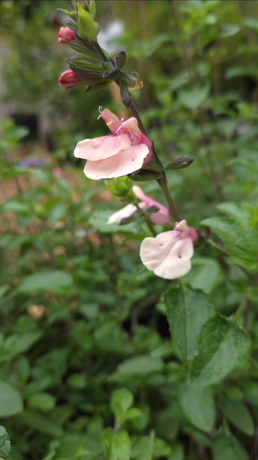 'Stormy Pink' Salvia