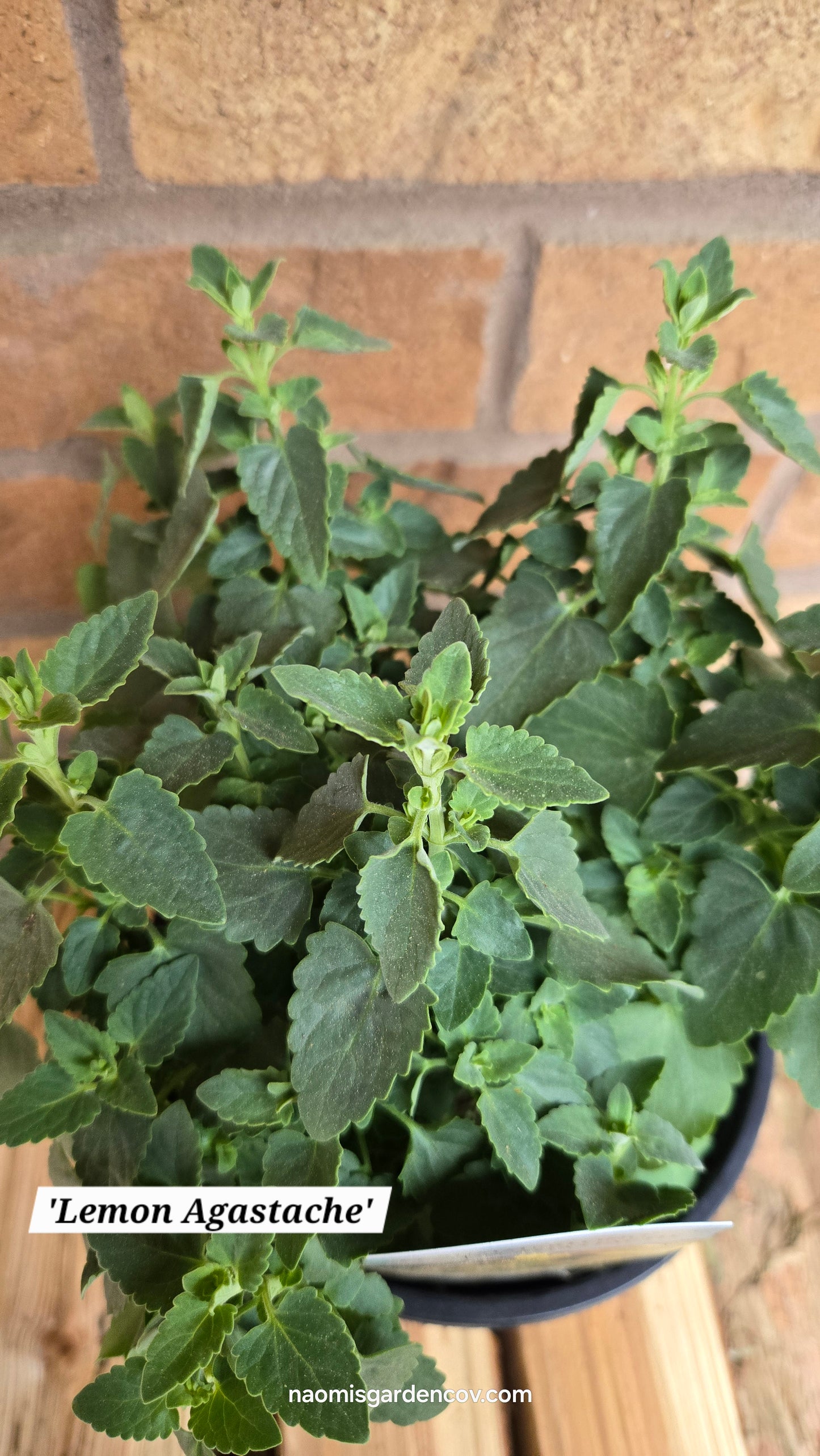 'Summerlong Lemon' Agastache Mexicana