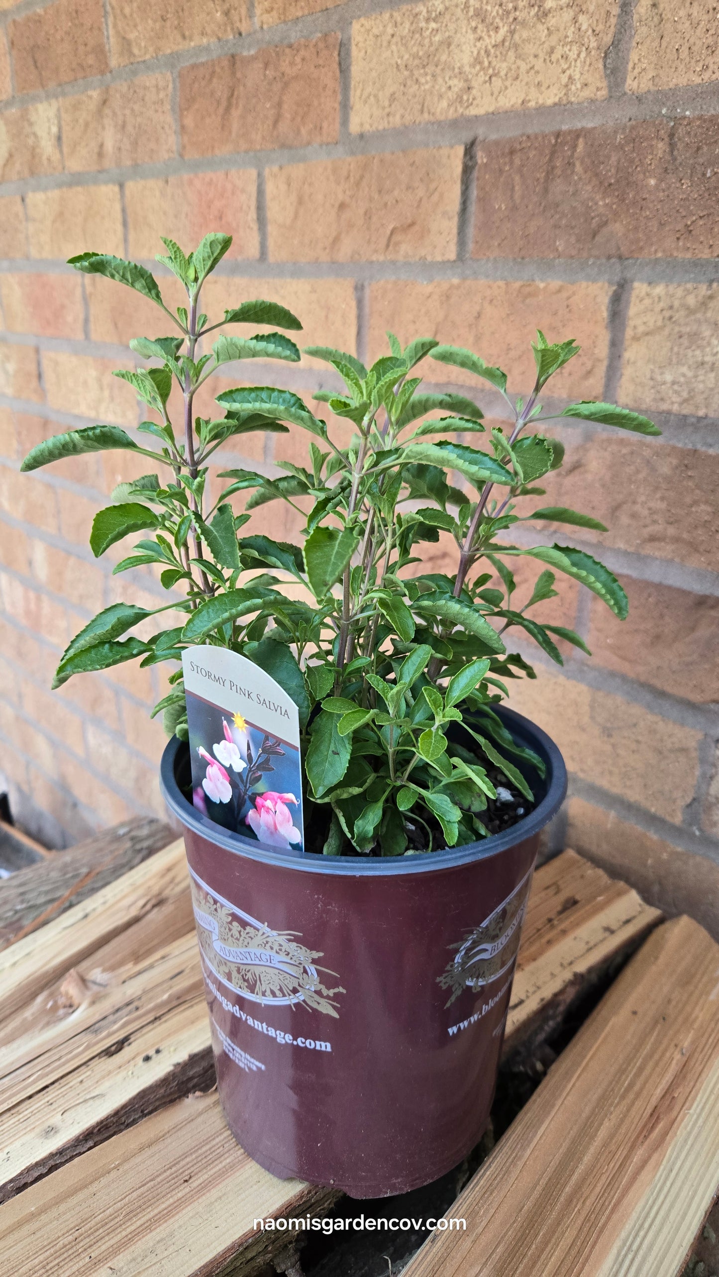 'Stormy Pink' Salvia