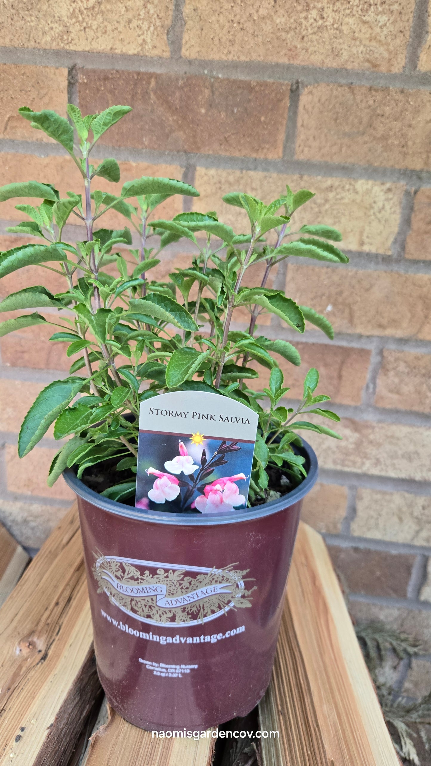 'Stormy Pink' Salvia