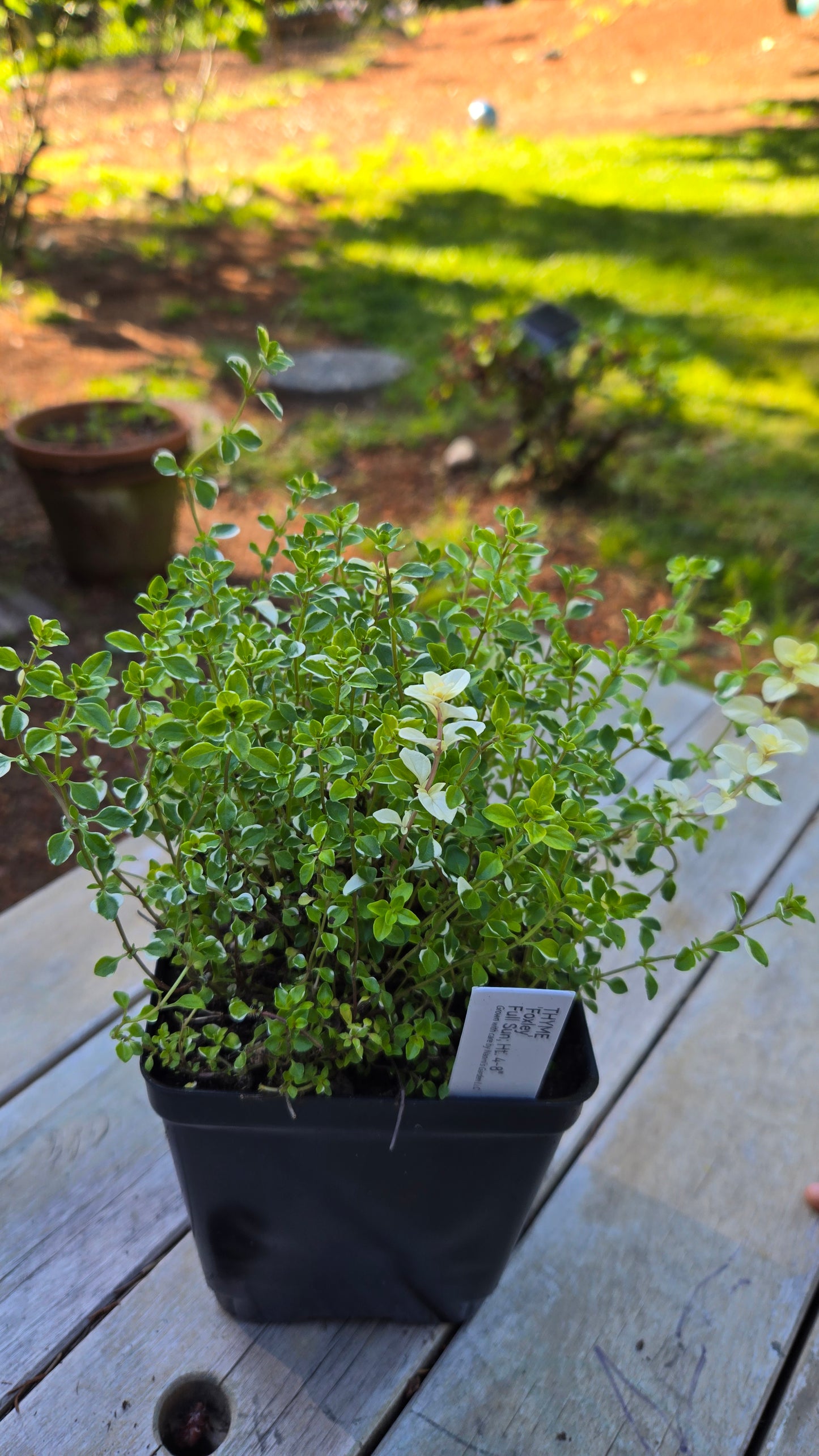 'Foxley' Thyme