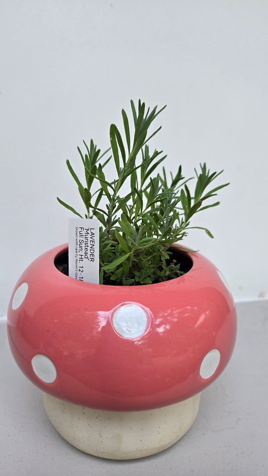 Decorative Lavender